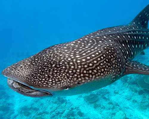 Tour Tiburón Ballena